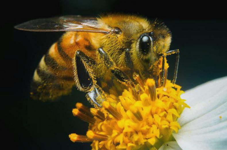 Zalety pszczół