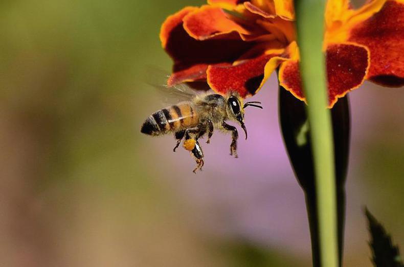 Dlaczego warto ratować pszczoły?