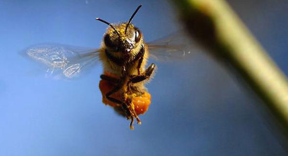 pomoc pszczolom
