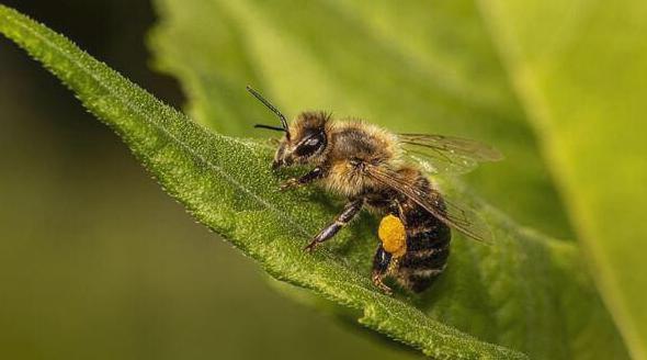 pszczoly zalety