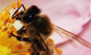 Jak ratować pszczoły?